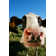 Curious Cows by The_Flying_Dutchman - No Frame Print on Canvas