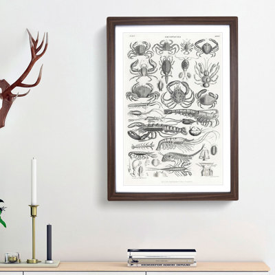 Study of Crustaceans by Oliver Goldsmith - Picture Frame Drawing Print