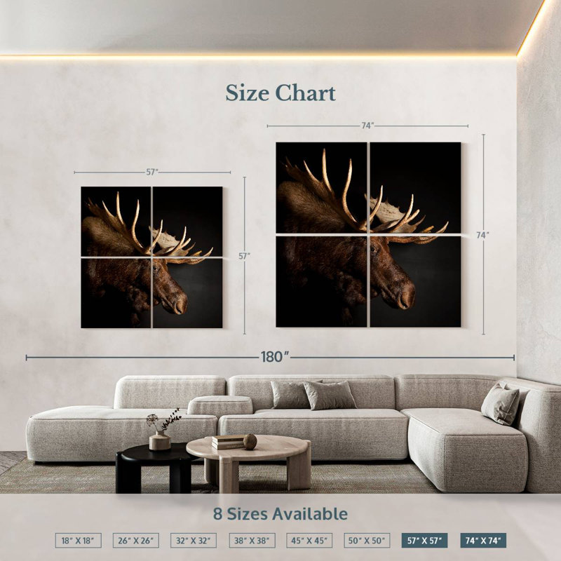 Brampt Antlered Moose, 57" H x 57" W