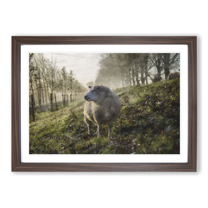 Woolly Sheep - Picture Frame Graphic Art, 48cm H x 65cm W x 2cm D, Walnut Framed