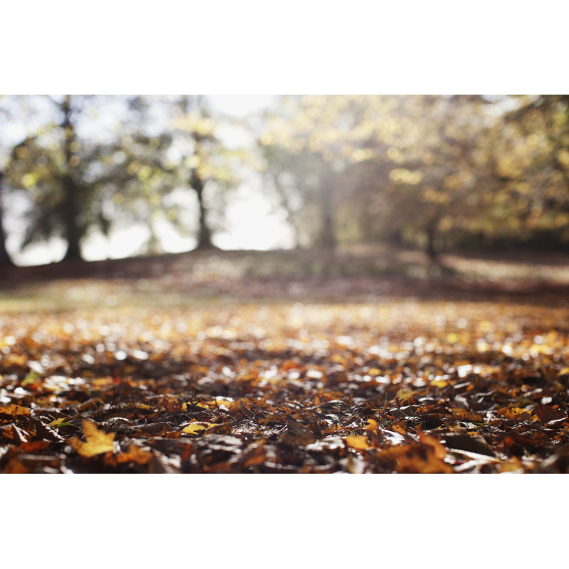 Park Clearing In Autumn by Sam Edwards - No Frame Art Prints on Canvas, 51cm H x 76cm W