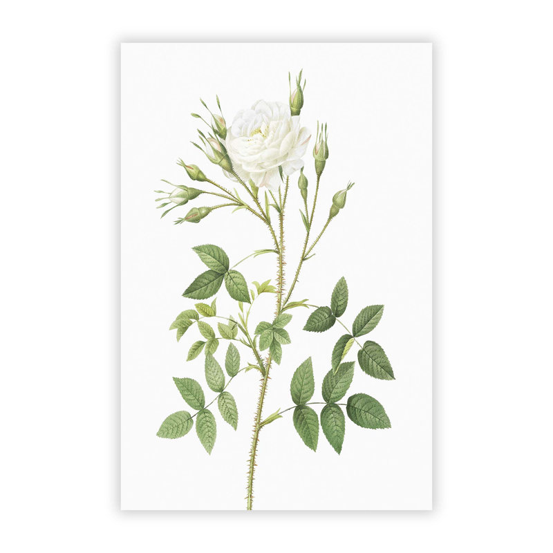 Rose of Rosenberg in White by Pierre Joseph Redoute - Frameless Print, 29.7 cm H x 21 cm W