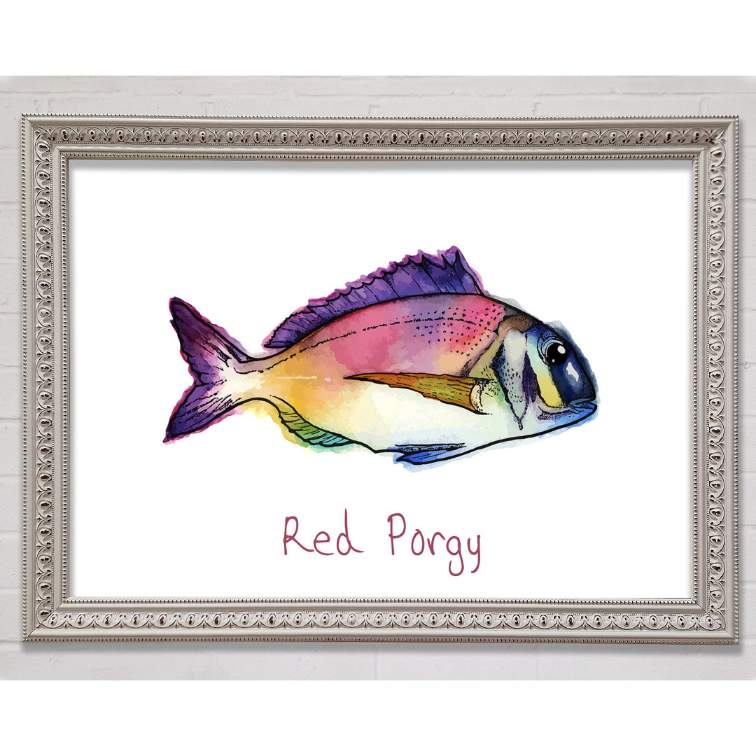 Red Porgy Regenbogen - Druck