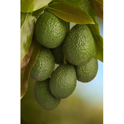 Hass Avocado by Pixhook