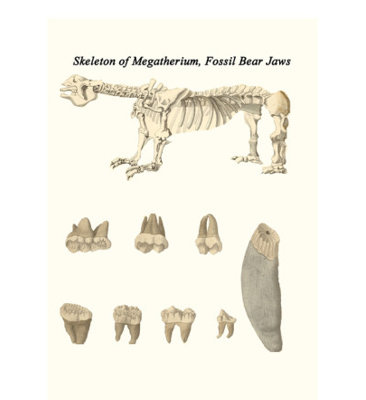 «Skeleton of Megatherium, Fossil Bear Jaws» par James Parkinson, impression