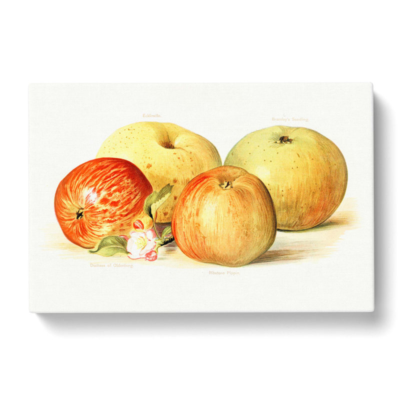 Vintage Illustration of a Selection of Apples - Wrapped Canvas, 60cm H x 91cm W x 3cm D