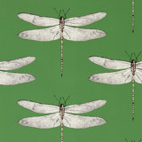 Demoiselle