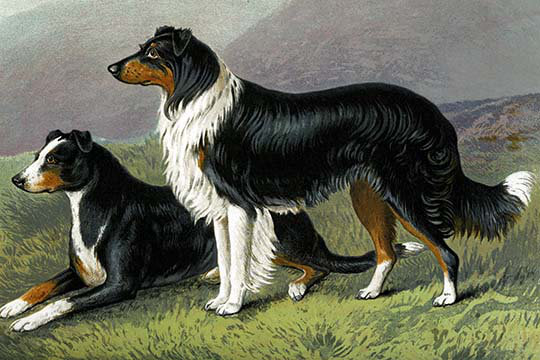 « mouton dogs » par vero shaw, impression, H 44 po x l 66 po x P 1,5 po