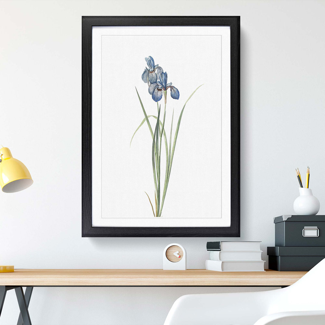 Iris Pratensis by Pierre-Joseph Redoute - Framed Print