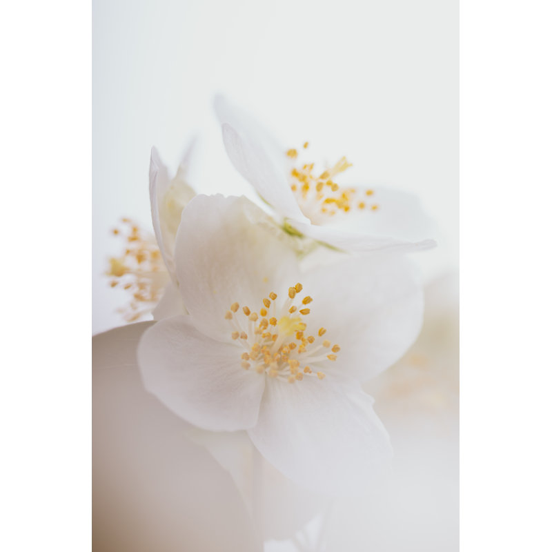 Jasmine Flower by Jeja - Print, 76cm H x 51cm W, White