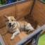 Niche pour chien en bois massif avec toit imperméable, porte et toit polyvalents à large espace