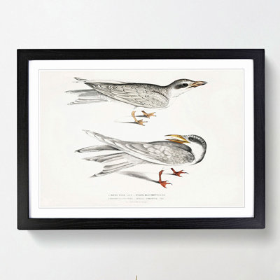Illustration of Tern Birds by John Edward Gray - Picture Frame Painting Print