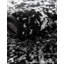 Tapis à motifs floraux Brandt-847081657-860257762-936446375