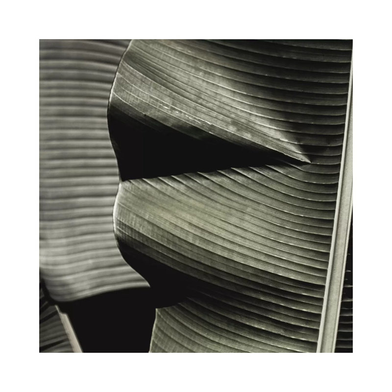 Banana Leaf Green Square by Monika Strigel - Wrapped Canvas Print, 30.48 cm H x 30.48 cm W