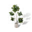 Simulation de plante verte Happiness Tree Living Room-110897959