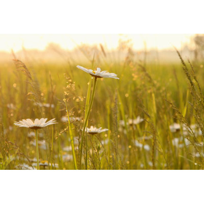 Daisies At Dawn by Aniszewski - Wrapped Canvas Print