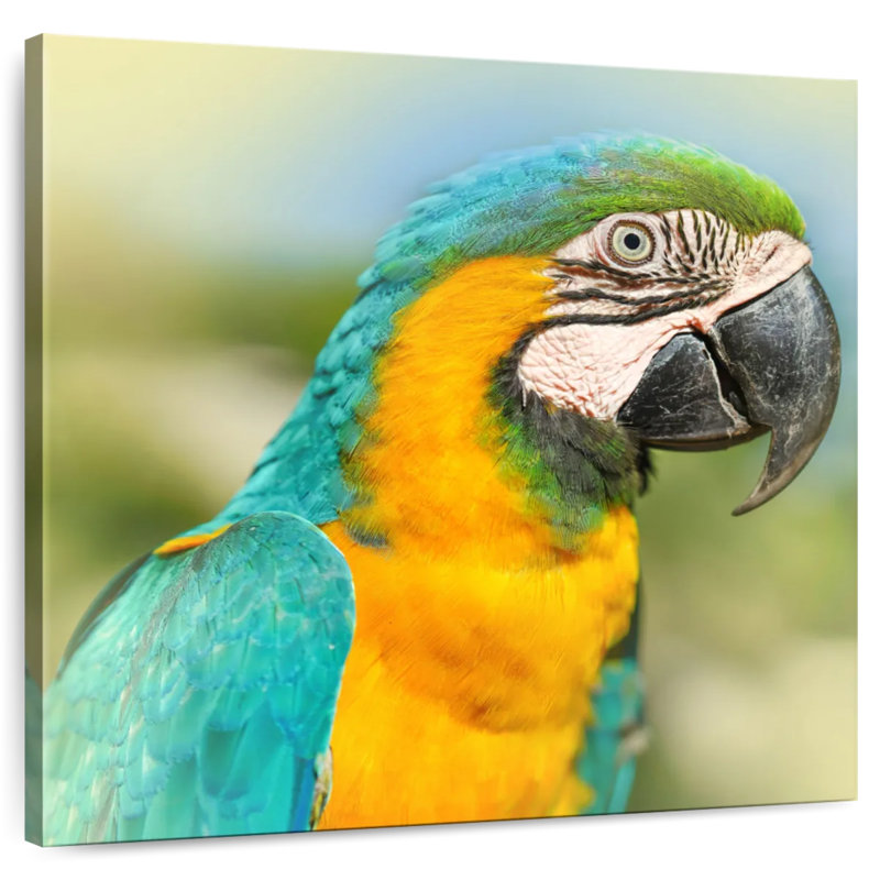 Brampt Parrot, 16" H x 16" W