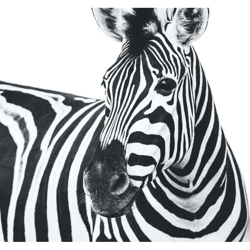 " Zebra ", 26" H x 50" W x 1.5" D