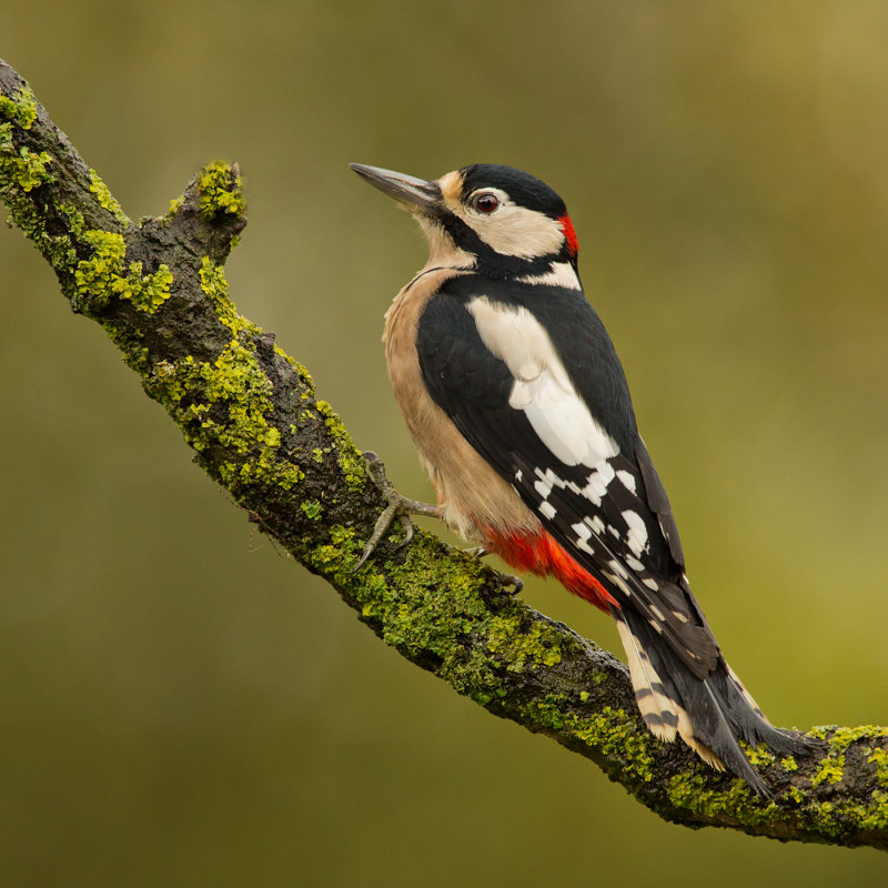 Great Spotted Woodpecker by Schaef1 - Wrapped Canvas Print, 76cm H x 76cm W