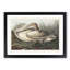 A Trumpeter Swan by John Audubon - Single Picture Frame Painting-55457591-55457587