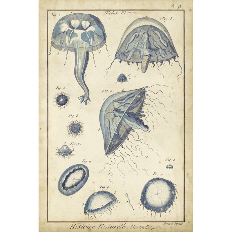 Lamarck Medusa I by Lamarck - Wrapped Canvas Print, 46cm H x 30cm W x 3.8cm D