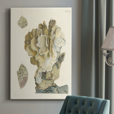 Antique Coral IV - Wrapped Canvas Graphic Art