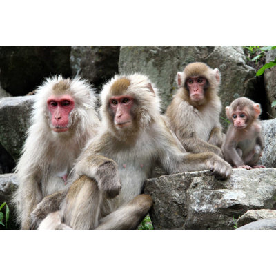 Singe japonais - photographie sur toile tendue
