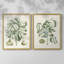 Reproduction encadrée de qualité supérieure Buchoz Tropicals IX - prête à être accrochée-1856808748-1856808721