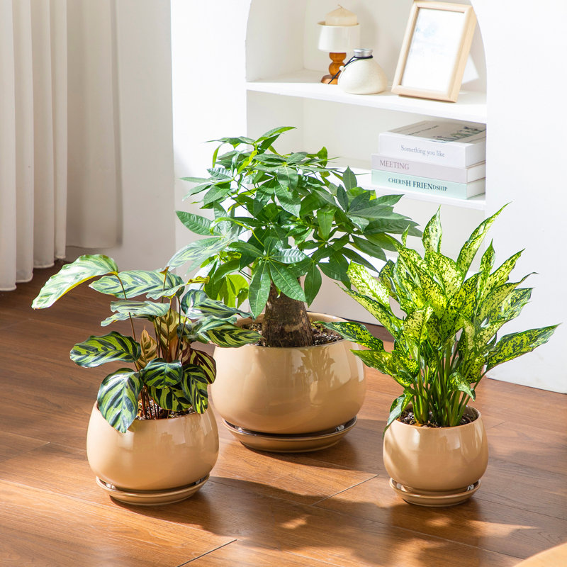 Ceramic Pot Planter, Brown, 25cm H x 22cm W x 5cm D