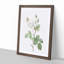 White Moss Rose by Pierre-Joseph Redoute - Picture Frame Art Prints-55612543-55612544
