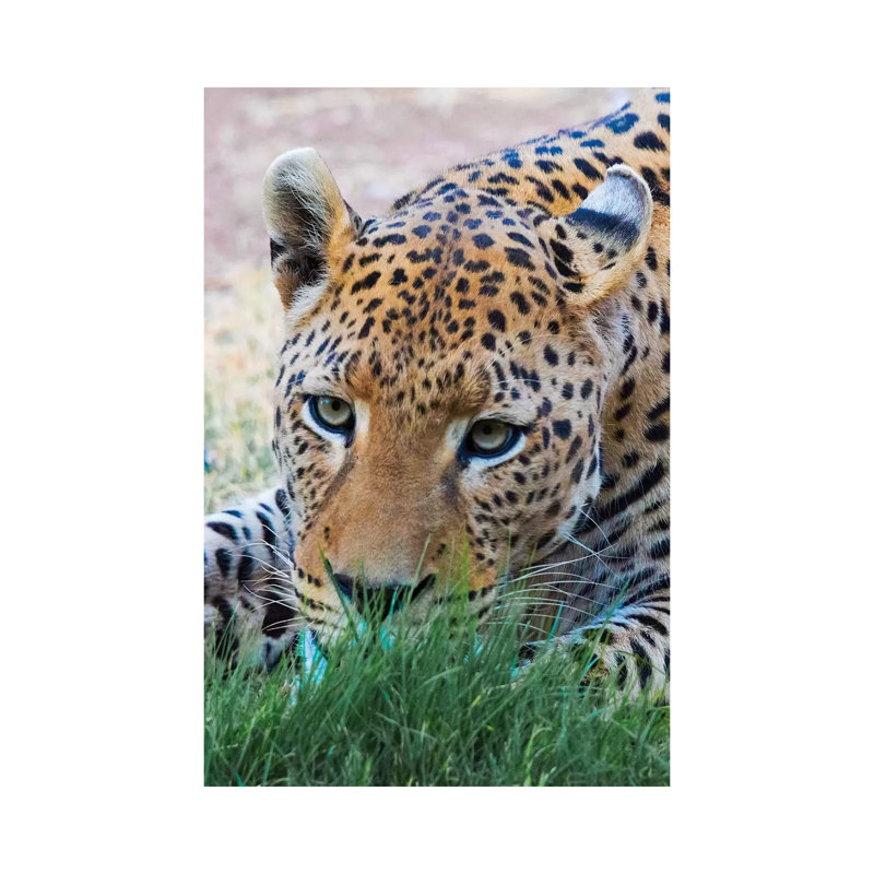 Leopard, Okonjima Nature Reserve. Otjozondjupa Region, Namibia. by Keren Su - Wrapped Canvas Print, 30.48cm H x 20.32cm W
