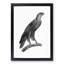 Greater Spotted Eagle - Picture Frame Drawing Print-55736248-55736249