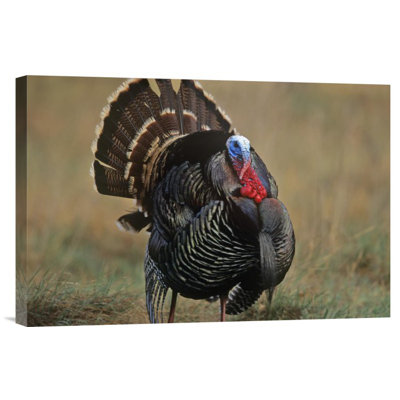 " Wild Turkey Male "