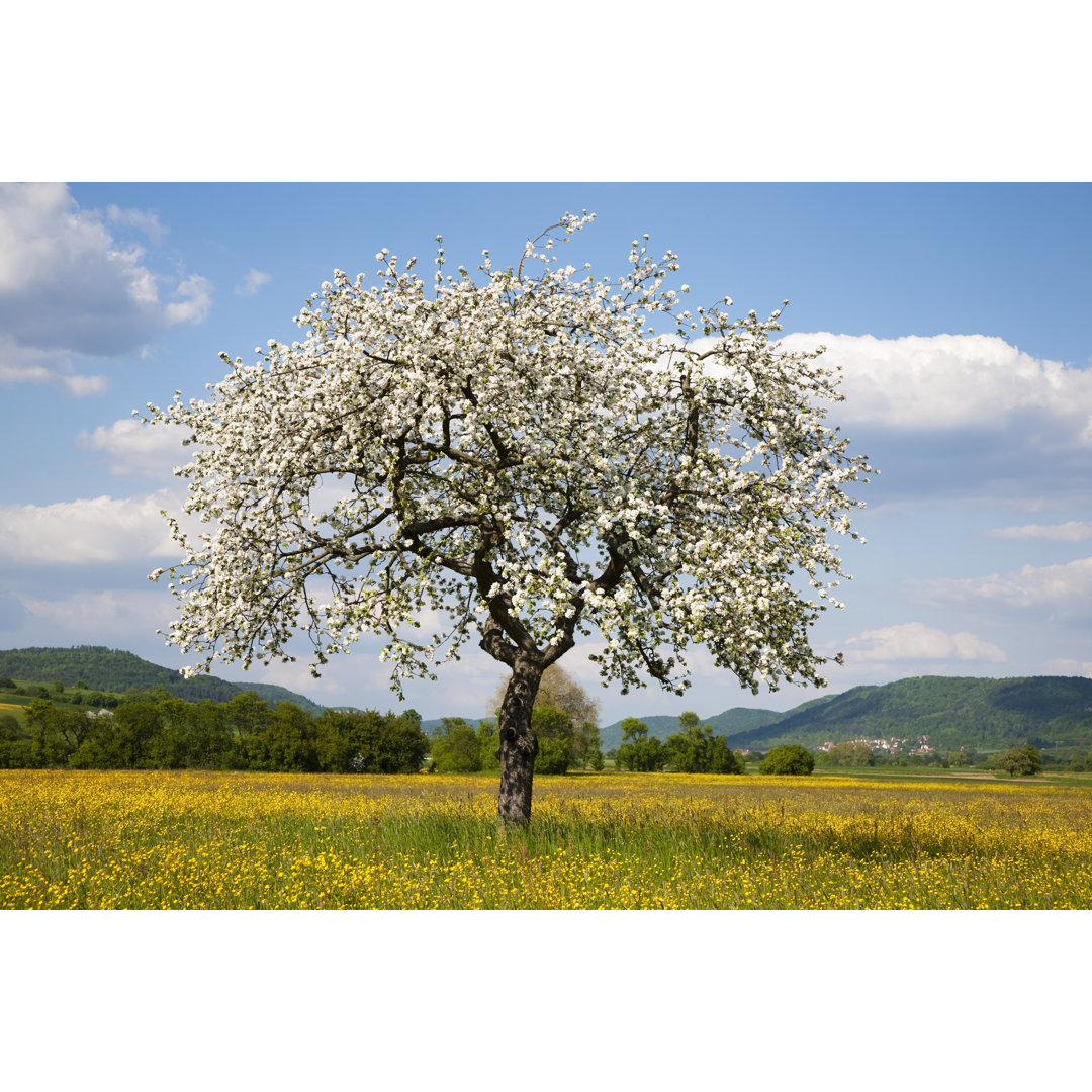 Apfelbaum in Frühlingslandschaft - Leinwandbild