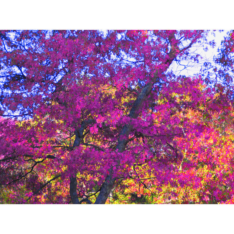 My Fall Fuchsia Print by Drew Gaffney, 17.25" H x 21.25" W x 0.875" D