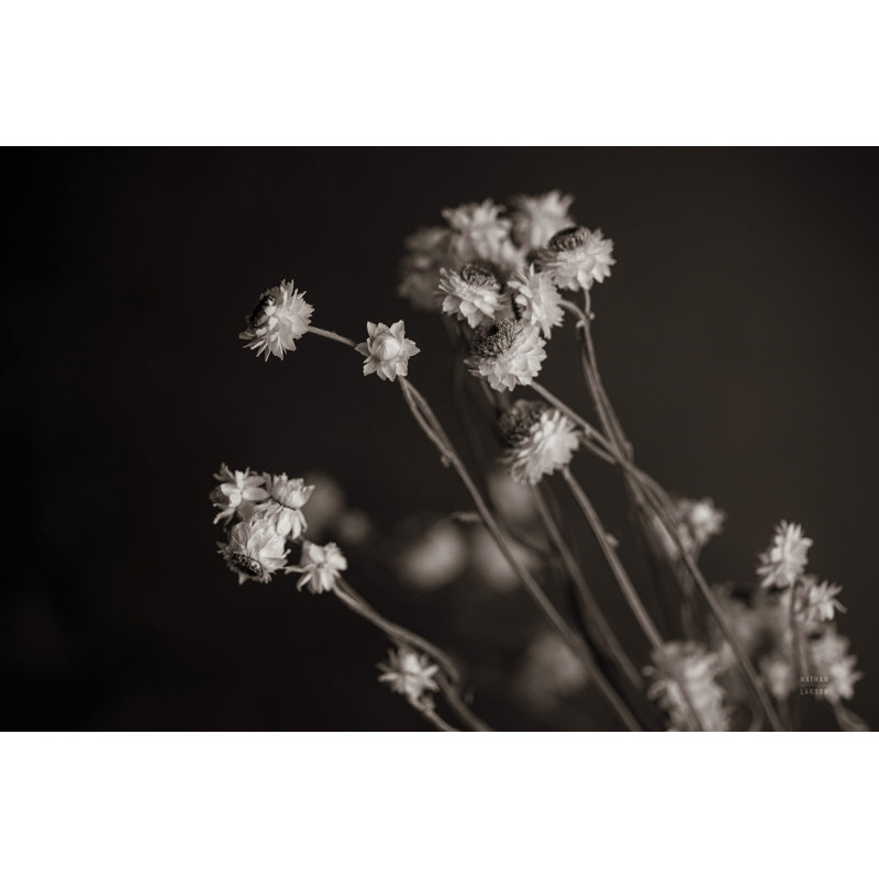 Daisy Study by Nathan Larson - Wrapped Canvas Print, 81cm H x 122cm W x 3.8cm D