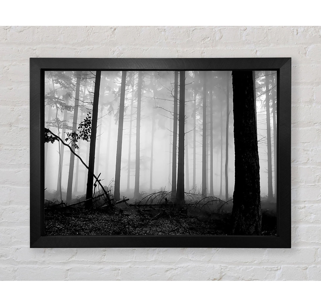 Black N White Woodland Mist - Einzelner Bilderrahmen Kunstdrucke