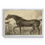 Distinguished Horses IV - reproduction d'art sur toile encadrée-1946686337-1946686341