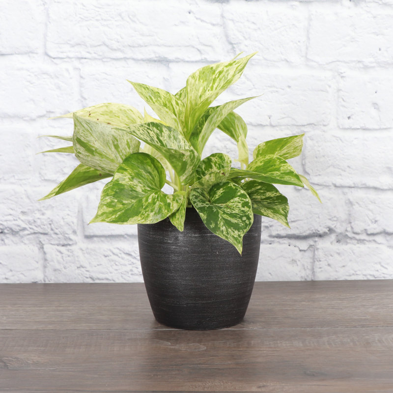 Marble Queen Pothos Plant in Pot, Brushed Silver