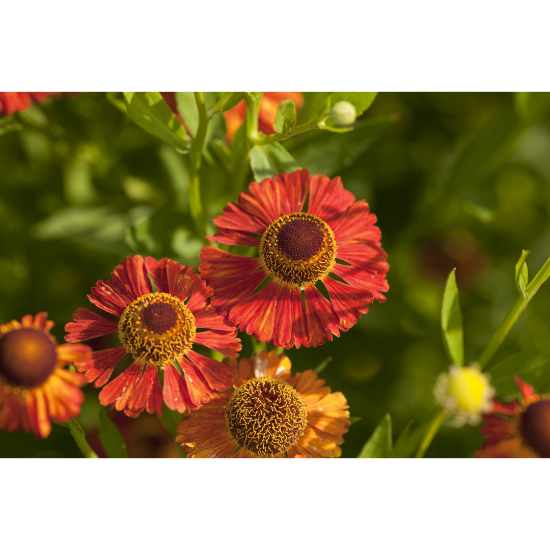 Sneezeweed (Helenium Autumnale) von AYImages - Leinwanddrucke