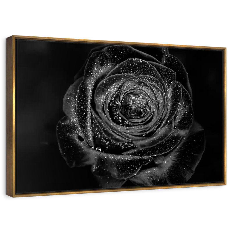 Rose Baccara noire, Cadre flottant doré, 31 po x 21 po