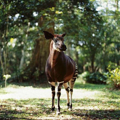" Okapi " by Gleb_Ivanov