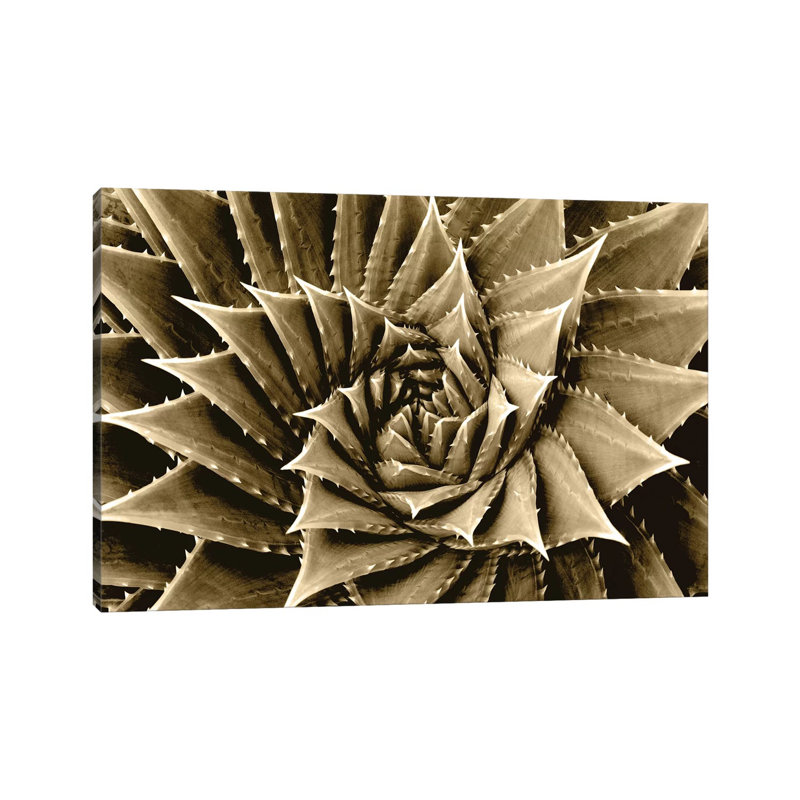 Taupe Succulent I by Mia Jensen - Wrapped Canvas Panoramic Print, 66.04 cm H x 45.72 cm W x 1.91 cm D