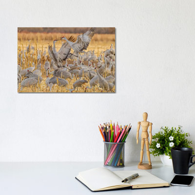 USA, New Mexico, Bosque Del Apache National Wildlife Refuge. Sandhill Cranes Fighting. by Jaynes Gallery - Wrapped Canvas Print