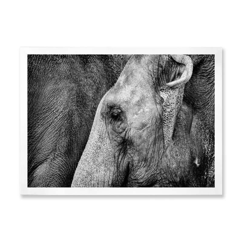 «Elephant Eye Black and White», reproduction sur toile flottante, Cadre photo blanc, H 24 po x l 36 po x P 1 po