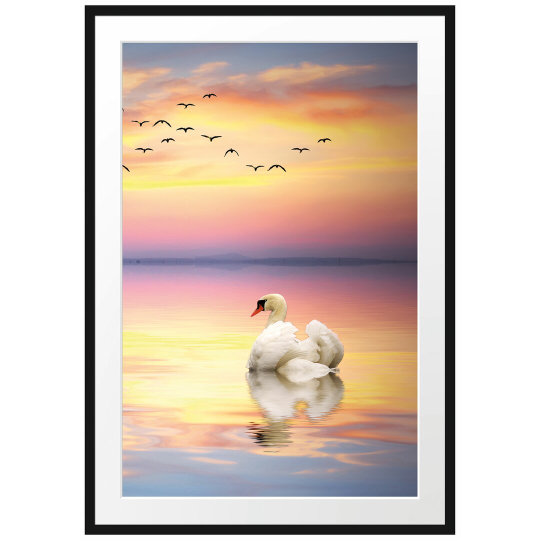 Gerahmtes Poster Schwan bei Sonnenuntergang