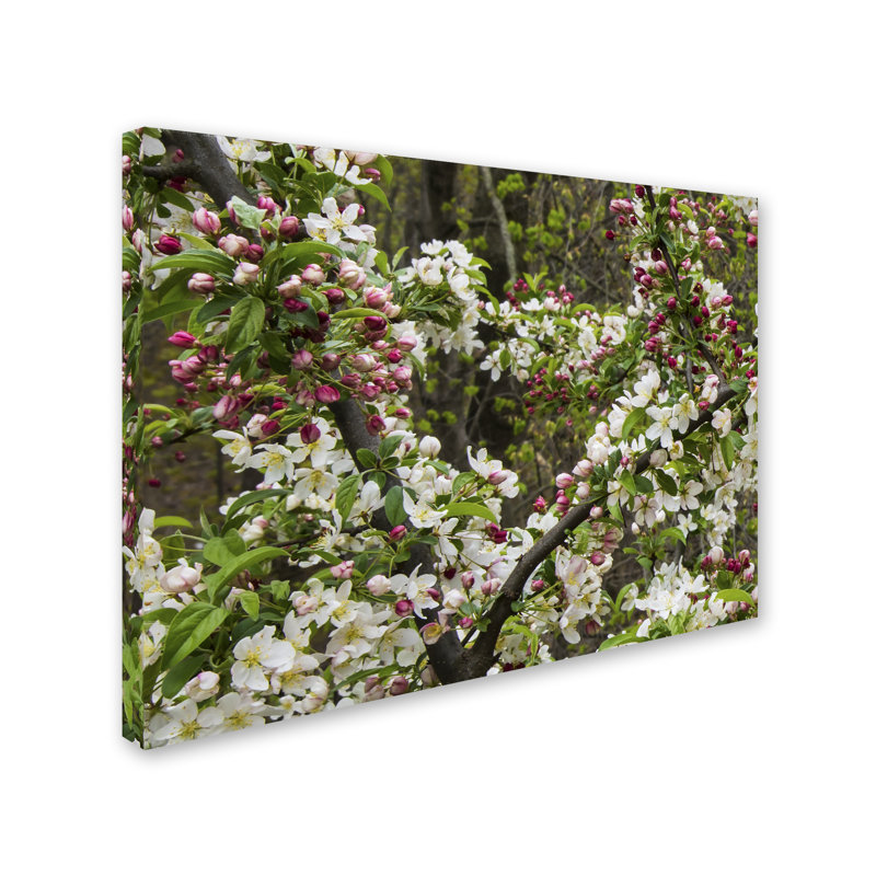 «Apple blossoms II» par Cattima, reproduction de photo sur toile tendue, H 14 po x l 19 po x P 2 po