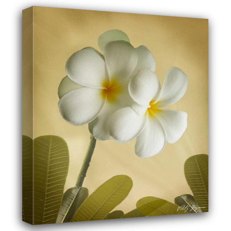 «Red Barrel Studio®» par Geyman, galerie d'art sur toile tendue «Oriental Plumeria I», H 34 po x l 28 po