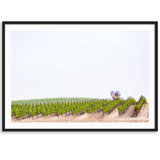 I Love Sonoma Print by Carly Tabak