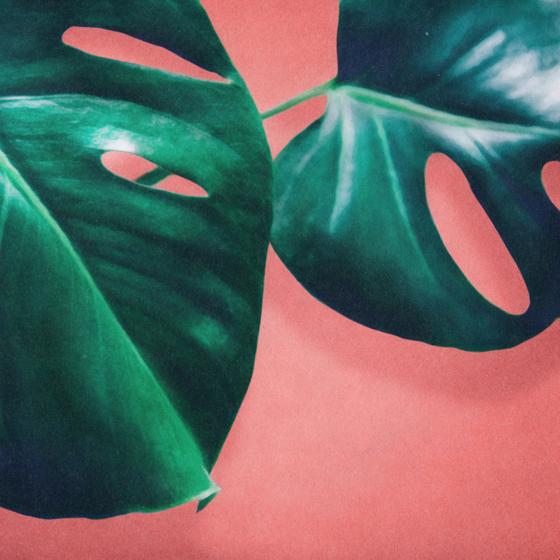 Monstera 2 - impression, H 20 po x l 20 po, Oui, Cadre simple blanc